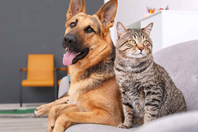 ¿Qué beneficios aporta el CBD para mascotas? ¿Qué beneficios aporta el CBD para mascotas?