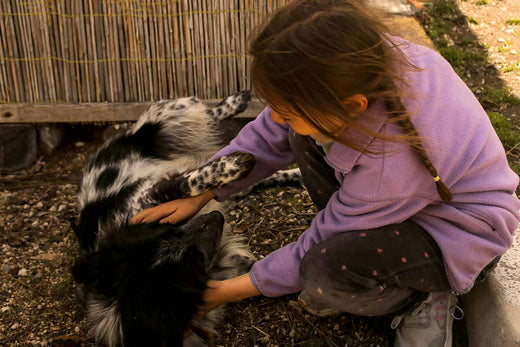 ¿Qué perros son ideales para una familia con niños? ¿Qué perros son ideales para una familia con niños?