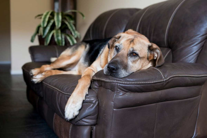 ¿Contribuye el CBD a la salud digestiva de los perros mayores? ¿Contribuye el CBD a la salud digestiva de los perros mayores?