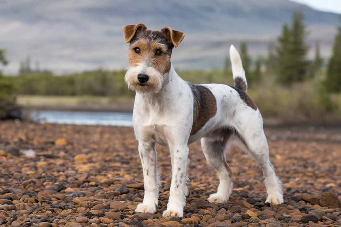 Todo lo que hay que saber sobre el Fox Terrier Todo lo que hay que saber sobre el Fox Terrier