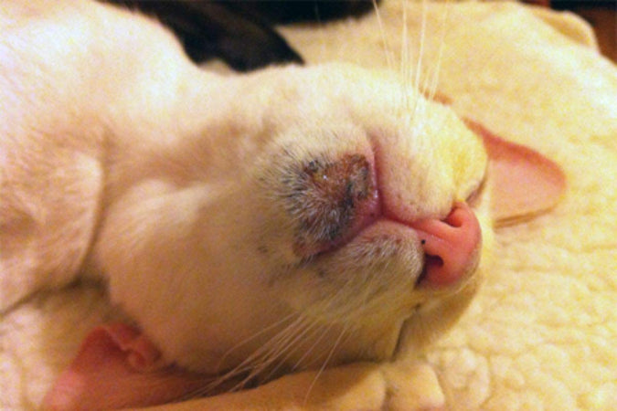 ¿Qué causa el acné felino y qué se puede hacer al respecto? ¿Qué causa el acné felino y qué se puede hacer al respecto?
