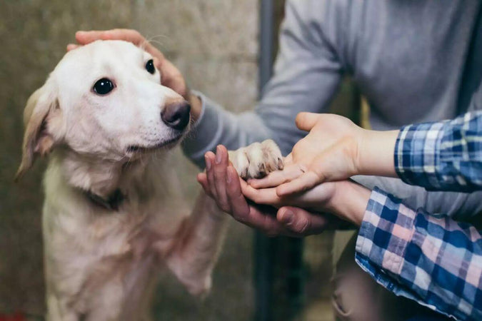 ¿Cómo cuidar a un perro recién adoptado? ¿Cómo cuidar a un perro recién adoptado?