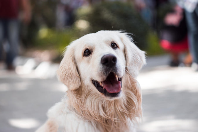 ¿qué remedios naturales funcionan para aliviar a los perros? ¿qué remedios naturales funcionan para aliviar a los perros?