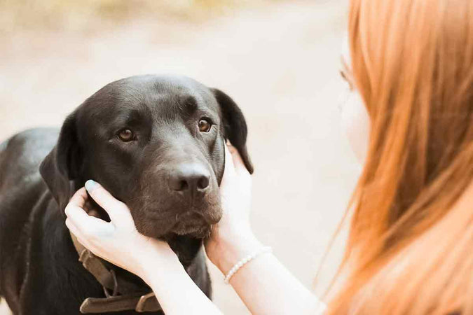 ¿Puede el cbd aliviar artrosis en perros? ¿Puede el cbd aliviar artrosis en perros?