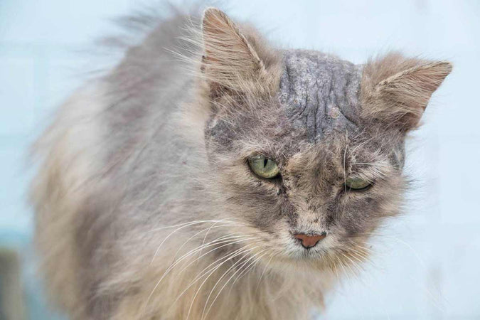 ¿Cómo calmar a un gato alérgico? ¿Cómo calmar a un gato alérgico?