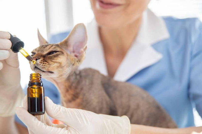 ¿Cómo puede el CBD combatir la inflamación en los gatos? ¿Cómo puede el CBD combatir la inflamación en los gatos?