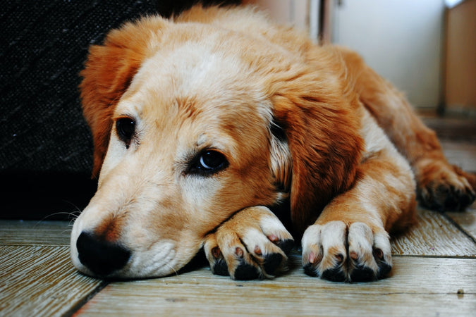 Analgésicos para perros: ¿qué remedios naturales son eficaces? Analgésicos para perros: ¿qué remedios naturales son eficaces?