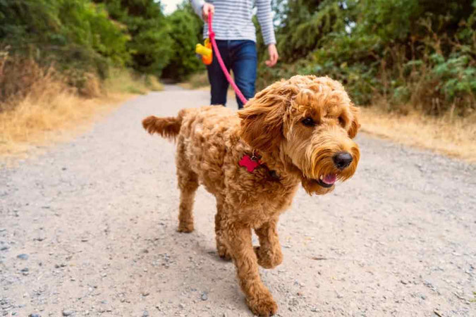 ¿Cuáles son los beneficios del CBD en el comportamiento canino? ¿Cuáles son los beneficios del CBD en el comportamiento canino?