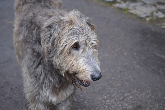 ¿Cuáles son los beneficios del CBD para los perros de edad avanzada? ¿Cuáles son los beneficios del CBD para los perros de edad avanzada?