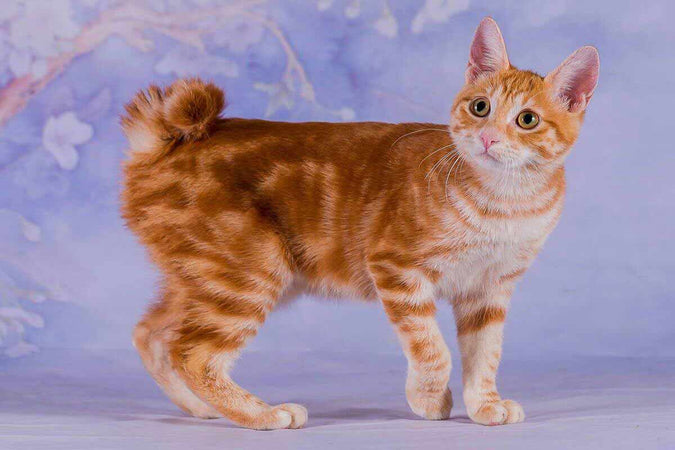 ¿Cómo contribuir al bienestar de su Bobtail japonés? ¿Cómo contribuir al bienestar de su Bobtail japonés?