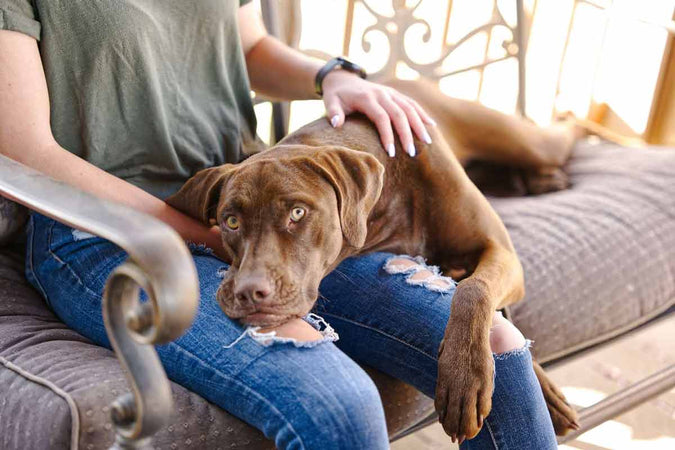 ¿Es el CBD la solución milagrosa para el equilibrio emocional de los perros? ¿Es el CBD la solución milagrosa para el equilibrio emocional de los perros?