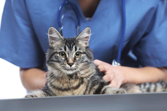 ¿Puede el CBD ayudar a mejorar la salud de los gatos? ¿Puede el CBD ayudar a mejorar la salud de los gatos?