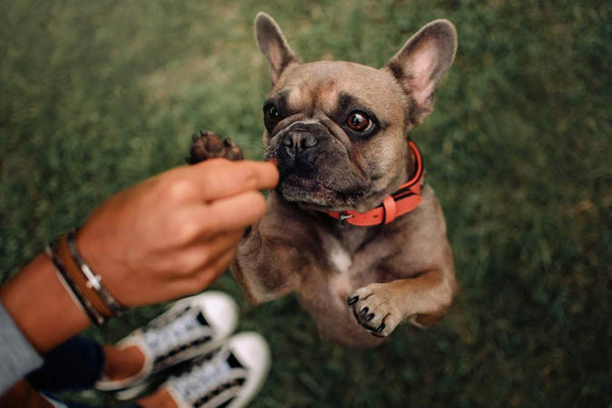 ¿Es eficaz el CBD contra la hiperactividad canina? ¿Es eficaz el CBD contra la hiperactividad canina?