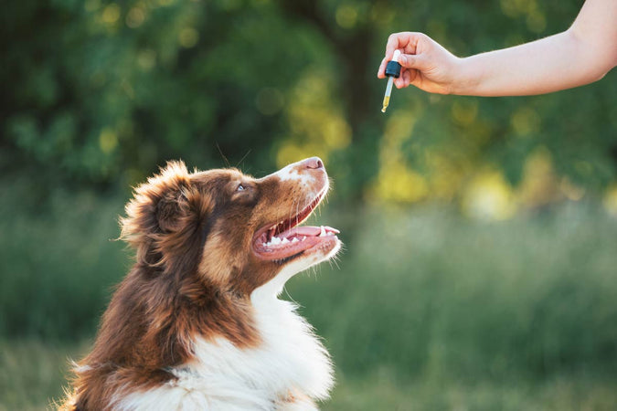 Guía completa del CBD para perros: beneficios y dosis Guía completa del CBD para perros: beneficios y dosis