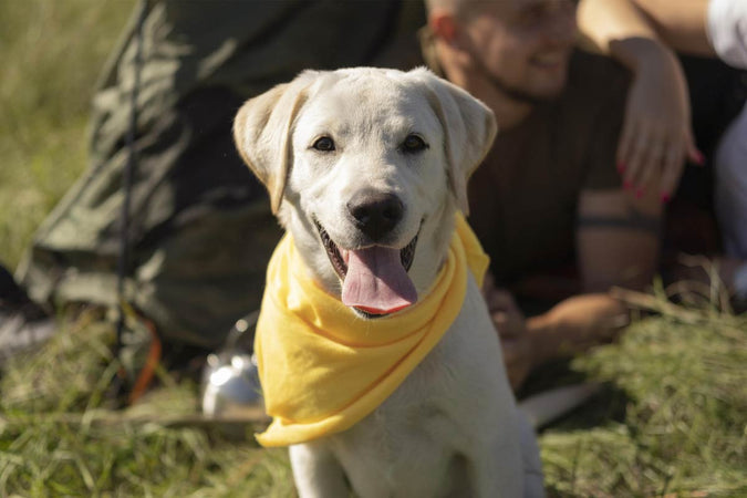 Clasificación de las razas de perros de rescate Clasificación de las razas de perros de rescate