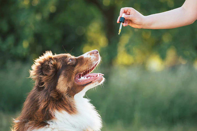 Todo lo que debes saber sobre cómo dar CBD a tu perro Todo lo que debes saber sobre cómo dar CBD a tu perro