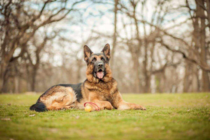 ¿Cómo elegir la raza de perro guardián adecuada? ¿Cómo elegir la raza de perro guardián adecuada?
