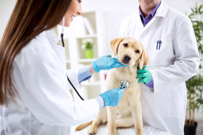 ¿Cómo elegir un veterinario para tu perro? ¿Cómo elegir un veterinario para tu perro?