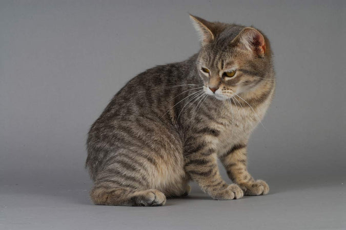 ¿Cómo reconocer a un gato Manx? ¿Cómo reconocer a un gato Manx?