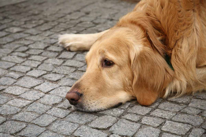 ¿Cómo reconocer a un perro infeliz? ¿Cómo reconocer a un perro infeliz?