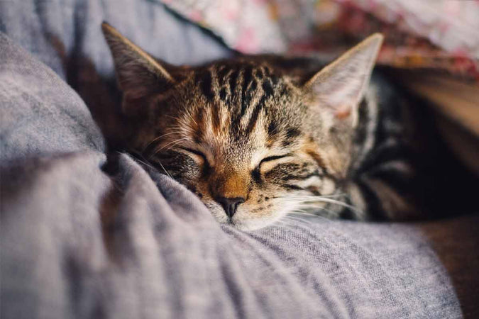 ¿Cuáles son los signos de un gato desparasitado? ¿Cuáles son los signos de un gato desparasitado?