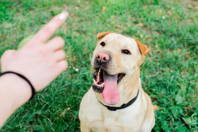 ¿Qué hay que saber sobre el adiestramiento de un Pitbull? ¿Qué hay que saber sobre el adiestramiento de un Pitbull?