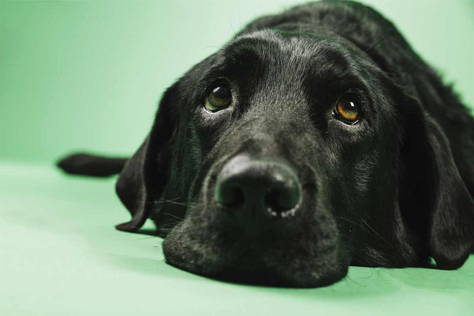 ¿Cómo tranquilizar a un perro miedoso? ¿Cómo tranquilizar a un perro miedoso?