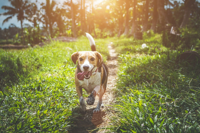 Complemento alimenticio para perros: ¿para qué sirve? Complemento alimenticio para perros: ¿para qué sirve?
