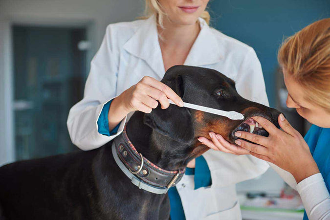 ¿Con qué frecuencia hay que llevar mi perro al veterinario? ¿Con qué frecuencia hay que llevar mi perro al veterinario?