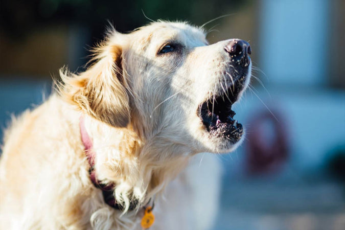 Mi perro ladra sin motivo: ¿qué puedo hacer? Mi perro ladra sin motivo: ¿qué puedo hacer?