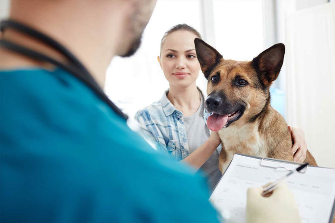 ¿Es necesario contratar un seguro para perros? ¿Es necesario contratar un seguro para perros?