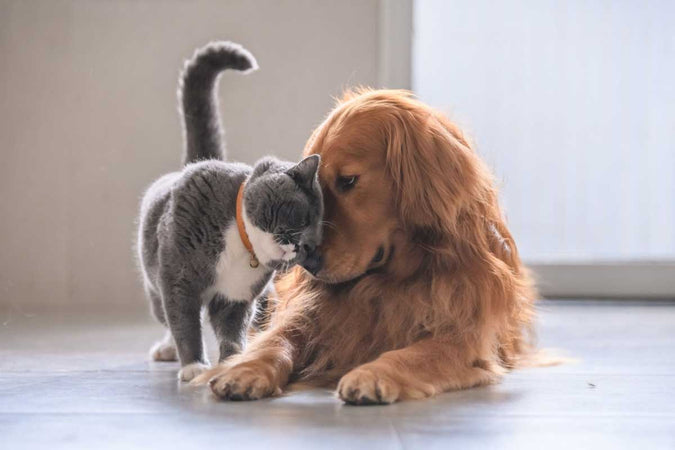 Nuestros consejos para la convivencia entre un perro y un gato Nuestros consejos para la convivencia entre un perro y un gato