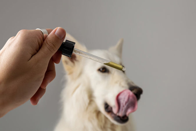 ¿Cuáles son los efectos del CBD en los perros? ¿Cuáles son los efectos del CBD en los perros?