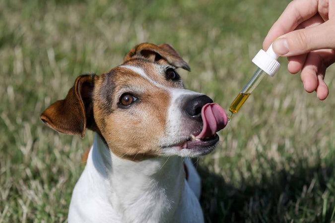 ¿Actúa el aceite de CBD rápidamente en los perros? ¿Actúa el aceite de CBD rápidamente en los perros?