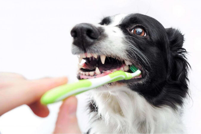 ¿Cómo cuidar los dientes de tu perro? ¿Cómo cuidar los dientes de tu perro?