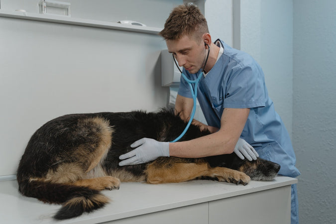 ¿Cómo aliviar de forma natural la dislapsia de tu perro? ¿Cómo aliviar de forma natural la dislapsia de tu perro?