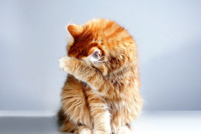 Mi gato tiene dolor en las articulaciones, ¿qué puedo hacer? Mi gato tiene dolor en las articulaciones, ¿qué puedo hacer?