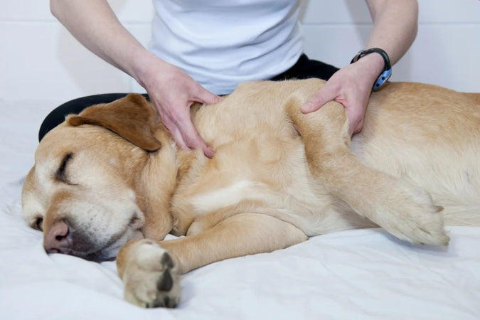 ¿Cómo detectar los síntomas del dolor articular en un perro? ¿Cómo detectar los síntomas del dolor articular en un perro?