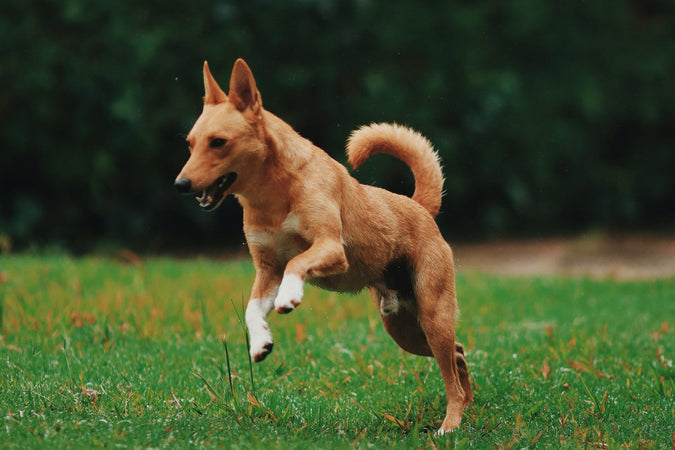 ¿Cómo curar el dolor muscular de tu perro? ¿Cómo curar el dolor muscular de tu perro?