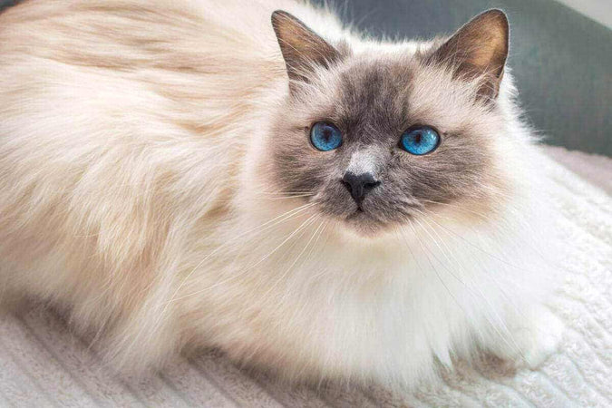 El Gato Sagrado de Birmania: características, salud y consejos de cría El Gato Sagrado de Birmania: características, salud y consejos de cría