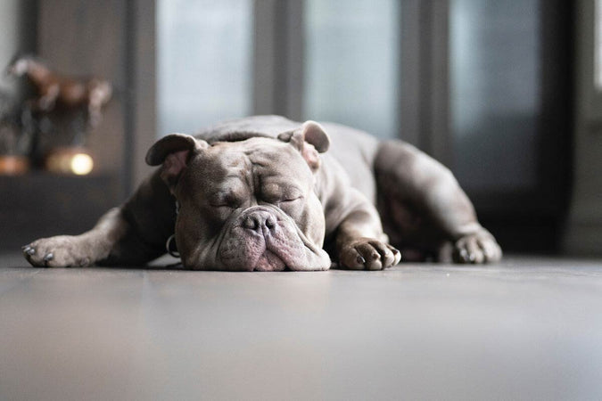 La enfermedad de Addison en los perros: ¿qué es? La enfermedad de Addison en los perros: ¿qué es?