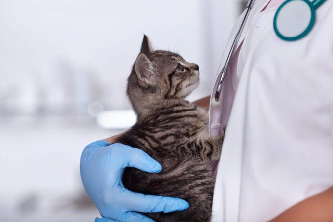 ¿Cuáles son las enfermedades comunes en los gatos mayores? ¿Cuáles son las enfermedades comunes en los gatos mayores?