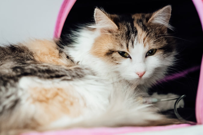 Epilepsia en gatos: ¿cómo tratarla de forma natural? Epilepsia en gatos: ¿cómo tratarla de forma natural?