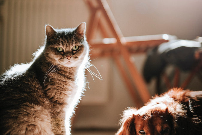 ¿Es bueno el CBD para mascotas? ¿Es bueno el CBD para mascotas?