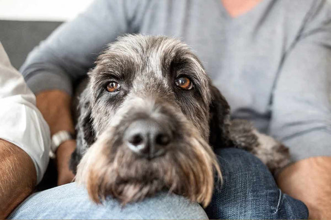 ¿Puede ayudar el CBD a combatir la inflamación en los perros? ¿Puede ayudar el CBD a combatir la inflamación en los perros?