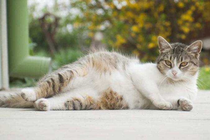 ¿Cuál es la diferencia entre esterilizar y castrar a un gato? ¿Cuál es la diferencia entre esterilizar y castrar a un gato?