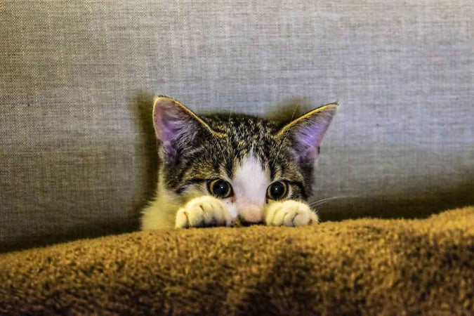 ¿Por qué mi gato se rasca a menudo las orejas? ¿Por qué mi gato se rasca a menudo las orejas?