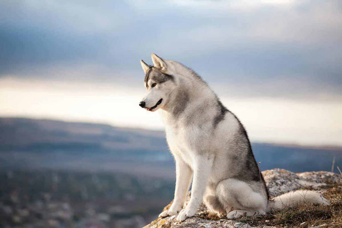 Ranking de los 10 perros más bonitos del mundo Ranking de los 10 perros más bonitos del mundo