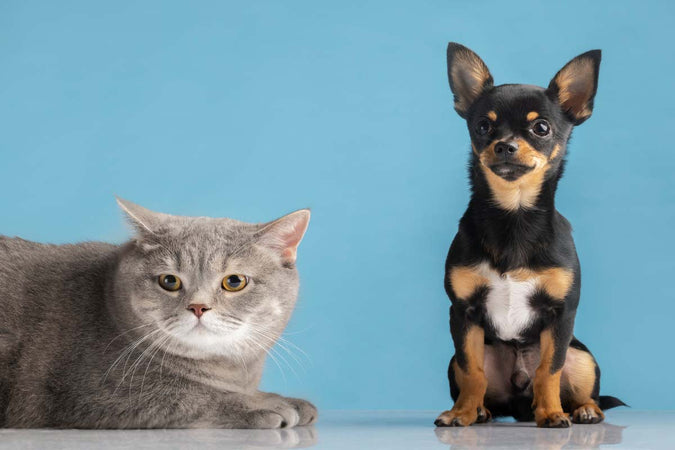 ¿Es obligatorio identificar a su mascota? ¿Es obligatorio identificar a su mascota?