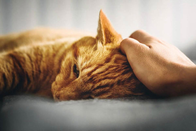 Los síntomas de una infección urinaria en gatos Los síntomas de una infección urinaria en gatos